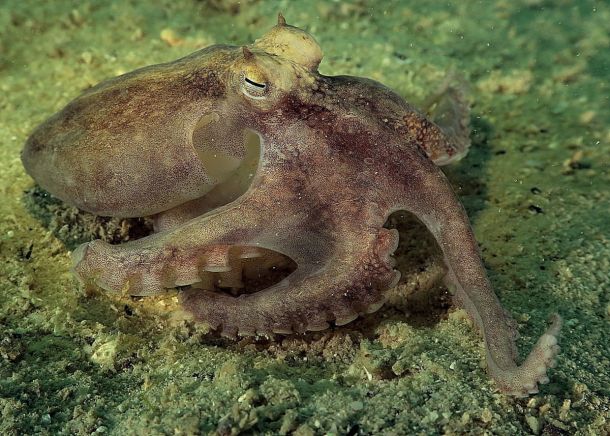 Octopus