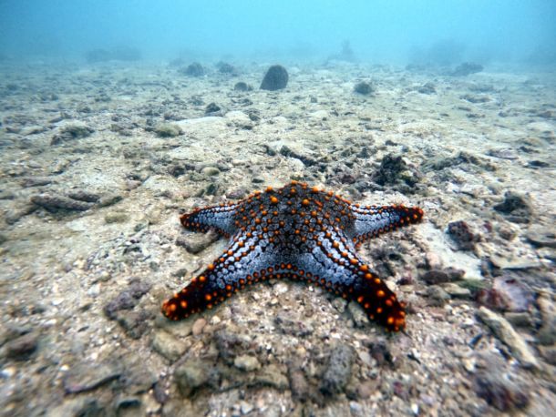 Starfish